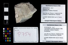 Foto (Objekt + Etikett) von Cracensigillatus acutirostris (Moericke, 1889)  (NHMW-GEO-2014-0194-0754)